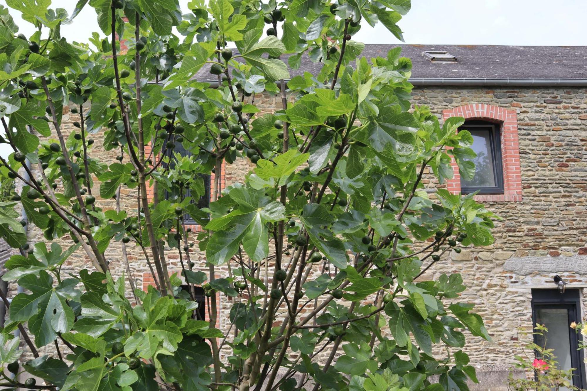 Ferienhaus Le Domaine Des Figuiers - Des Pelerins *